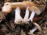 천마뽕나무버섯(천마버섯, 솜털뽕나무버섯) (Armillaria gallica Marxm. & Romagn.)