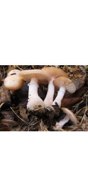 천마뽕나무버섯(천마버섯, 솜털뽕나무버섯) (Armillaria gallica Marxm. &amp; Romagn.)