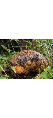 모래밭버섯 (Pisolithus arhizus (Scop.) Rausch.  > Pisolithus tinctorius (Pers.) Coker &amp; Couch)