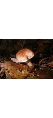 갈색털갓버섯 (Lepiota cinnamomea Hongo)