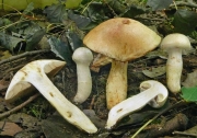 칼날끈적버섯 (Cortinarius argutus Fr.)