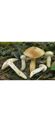 칼날끈적버섯 (Cortinarius argutus Fr.)