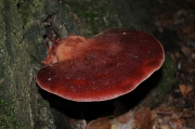 소혀버섯 (Fistulina hepatica (Schaeff.) With.)