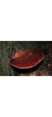 소혀버섯 (Fistulina hepatica (Schaeff.) With.)