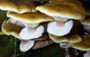 뽕나무버섯 (Armillaria mellea (Vahl) P. Kumm.)