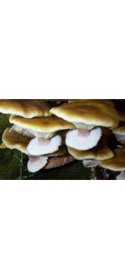 뽕나무버섯 (Armillaria mellea (Vahl) P. Kumm.)