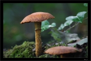 차양끈적버섯(차양풍선끈적버섯) (Cortinarius armillatus (Fr.) Fr.)
