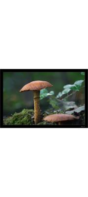 차양끈적버섯(차양풍선끈적버섯) (Cortinarius armillatus (Fr.) Fr.)