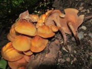 끈적뽕나무버섯 (Armillaria nabsnona T.J. Volk & Burds.)