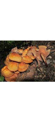 끈적뽕나무버섯 (Armillaria nabsnona T.J. Volk &amp; Burds.)