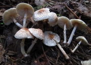 갈색고리갓버섯(갈색고리바랜주름버섯) (Lepiota cristata (Bolt.) P. Kumm. >Lepiota cristata var. pallidior Bon)