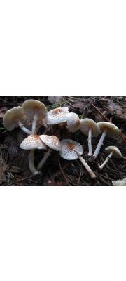 갈색고리갓버섯(갈색고리바랜주름버섯) (Lepiota cristata (Bolt.) P. Kumm. >Lepiota cristata var. pallidior Bon)