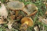 흑녹색끈적버섯 (Cortinarius atrovirens Kalchbr.)