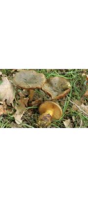 흑녹색끈적버섯 (Cortinarius atrovirens Kalchbr.)