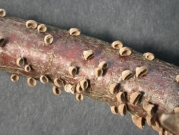 그물코버섯 (Porodisculus pendulus (Schwäg.) With.)