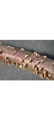그물코버섯 (Porodisculus pendulus (Schwäg.) With.)