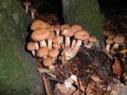 흑뽕나무버섯 (Armillaria obscura (Schaeff.) Herink)