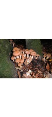 흑뽕나무버섯 (Armillaria obscura (Schaeff.) Herink)
