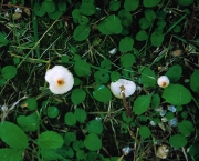 주머니갓버섯 (Lepiota cystophorioides Joss. & Riousset)