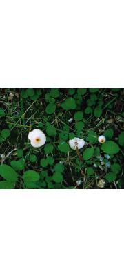 주머니갓버섯 (Lepiota cystophorioides Joss. &amp; Riousset)