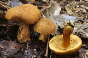 황금끈적버섯 (Cortinarius aureobrunneus Hongo)