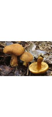 황금끈적버섯 (Cortinarius aureobrunneus Hongo)