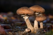잣뽕나무버섯(잣나무버섯, 조개뽕나무버섯) (Armillaria ostoyae (Romagn.) Herink)
