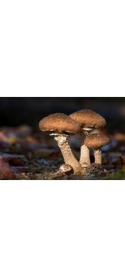 잣뽕나무버섯(잣나무버섯, 조개뽕나무버섯) (Armillaria ostoyae (Romagn.) Herink)