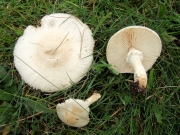 흰갓버섯 (Lepiota erminea (Fr.) P. Kumm. >Lepiota alba (Bres.) Sacc)