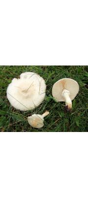 흰갓버섯 (Lepiota erminea (Fr.) P. Kumm. >Lepiota alba (Bres.) Sacc)