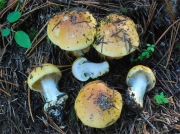 황적색끈적버섯 (Cortinarius aureofulvus M.M. Moser)