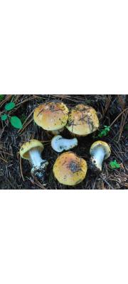황적색끈적버섯 (Cortinarius aureofulvus M.M. Moser)
