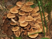 뽕나무버섯붙이(뽕나무버섯부치) (Armillaria tabescens (Scop.) Emel)