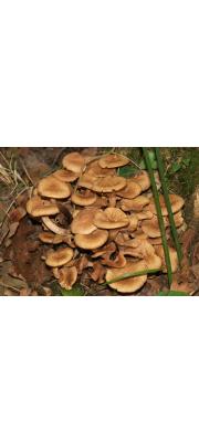 뽕나무버섯붙이(뽕나무버섯부치) (Armillaria tabescens (Scop.) Emel)