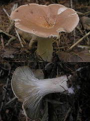 거친자주방망이버섯(자주깔때기버섯) (Lepista cyanophaea (Fr.) Raith.  > Clitocybe cyanophaea (Fr.) Gillet)