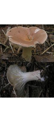 거친자주방망이버섯(자주깔때기버섯) (Lepista cyanophaea (Fr.) Raith.  > Clitocybe cyanophaea (Fr.) Gillet)