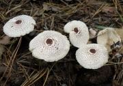 고양이갓버섯 (Lepiota felina (Pers.) P. Karst.)