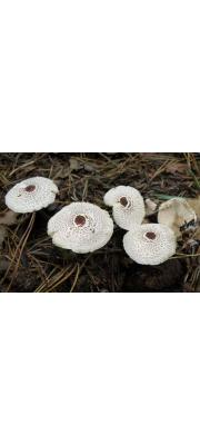 고양이갓버섯 (Lepiota felina (Pers.) P. Karst.)