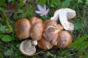 흰띠끈적버섯 (Cortinarius balteatoalbus Rob. Henry)