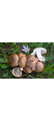 흰띠끈적버섯 (Cortinarius balteatoalbus Rob. Henry)