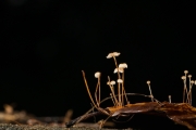 털낙엽버섯 (Cryptomarasmius minutus (Peck) Jenkinson & Desjardin  > Marasmius minutus Peck > Marasmius capillipes Sacc)