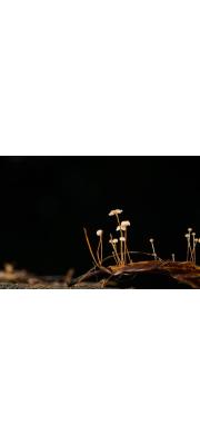 털낙엽버섯 (Cryptomarasmius minutus (Peck) Jenkinson &amp; Desjardin  > Marasmius minutus Peck > Marasmius capillipes Sacc)