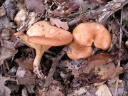 끝말림자주방망이버섯(끝말림깔때기버섯) (Lepista flaccida (Sow.) Pat  > Lepista inversa (Scop.) Pat. > Clitocybe flaccida (Scop.) Quél.)