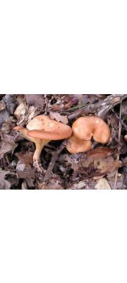 끝말림자주방망이버섯(끝말림깔때기버섯) (Lepista flaccida (Sow.) Pat  > Lepista inversa (Scop.) Pat. > Clitocybe flaccida (Scop.) Quél.)