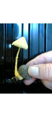 애노랑갓버섯 (Lepiota flava Beeli)