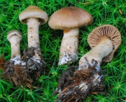회초리끈적버섯 (Cortinarius betuletorum M.M. Moser ex M.M Moser)