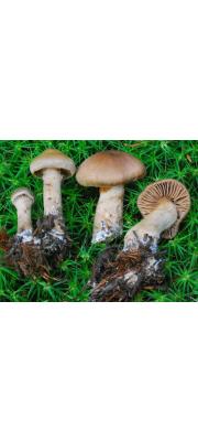 회초리끈적버섯 (Cortinarius betuletorum M.M. Moser ex M.M Moser)