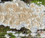 꽃고약버섯(담자고약버섯) (Cylindrobasidium evolvens (Fr.) Jül.)