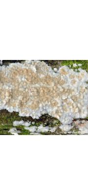 꽃고약버섯(담자고약버섯) (Cylindrobasidium evolvens (Fr.) Jül.)