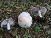 백청색자주방망이버섯 (Lepista glaucocana (Bres.) Sing.)